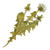 Dandelion Brooch Large Pin by Michael Michaud Nature Silver Seasons 5670 - ILoveThatGift